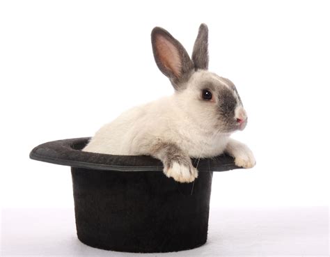 Rabbit In The Hat PokerStars